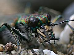 photo of tiger beetle